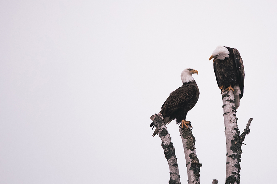 Two bald eagles perched atop bare tree branches against a pale, overcast sky. One eagle looks forward while the other gazes downward, both showcasing their white heads and dark brown bodies.