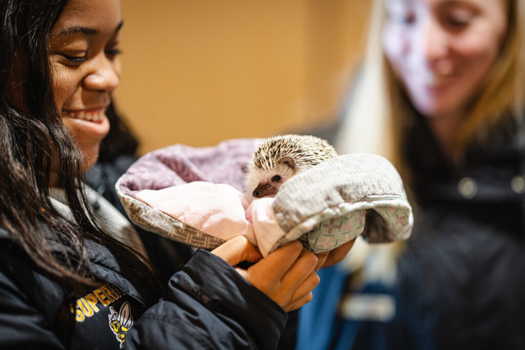 A student holding a hedgehog during therapy animal day in the library