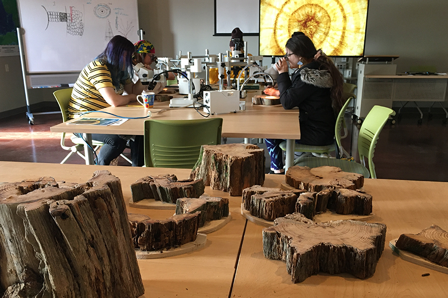 Several tree trunk cross-sections are displayed on a table in the foreground, while people in the background examine specimens under microscopes in a classroom setting. A large image of a tree ring is shown on a screen.
