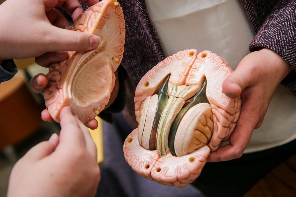 Model of human brain